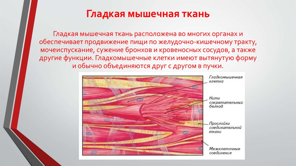 Гладкая мышечная состоит. Функция клетки гладкой мышечной ткани. Клетка гладкой мышечной ткани строение и функции. Гладкая мышечная ткань строение. Гладкая ткань.