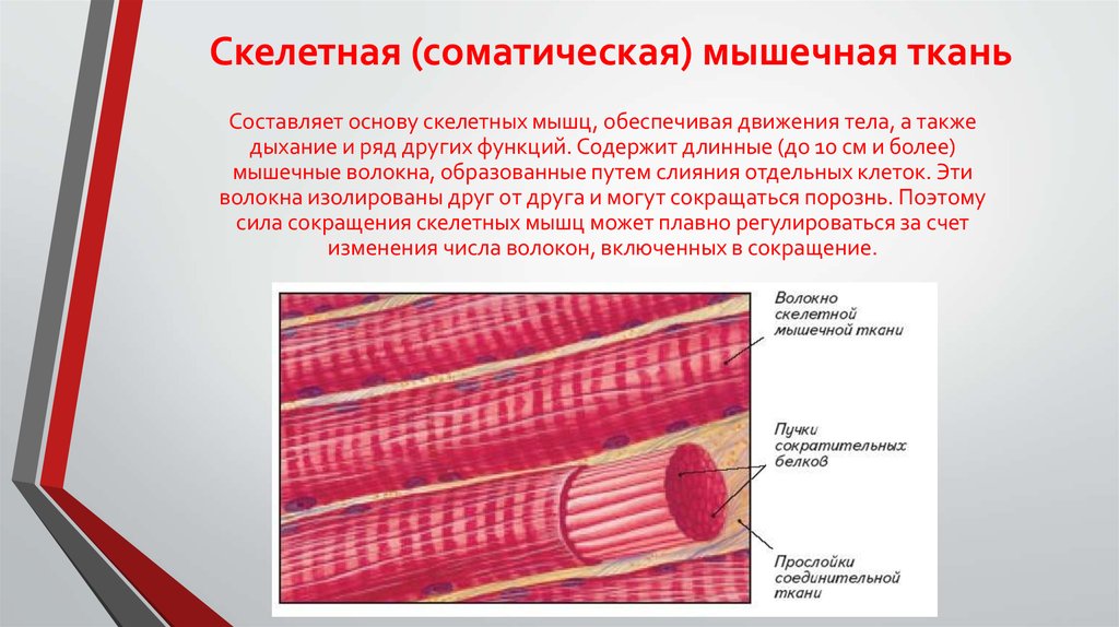 В состав какого органа входят мышечные клетки изображенные на рисунке языка двуглавой мышцы