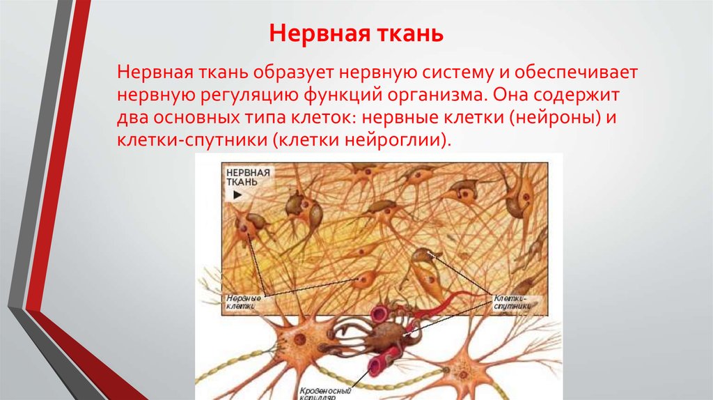 Нервная ткань человека строение и функции. Структура нервной ткани. Расположение клеток нервной ткани.