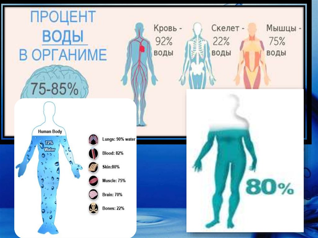 Проценты жидкость. Процент воды в скелете. Сколько процентов воды в мышцах. Процент воды в мышцах человека. Человек вода категории.