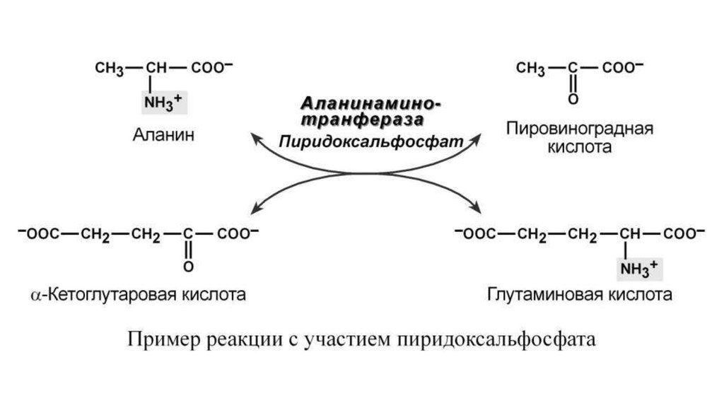 Глицин аланин глутаминовая кислота