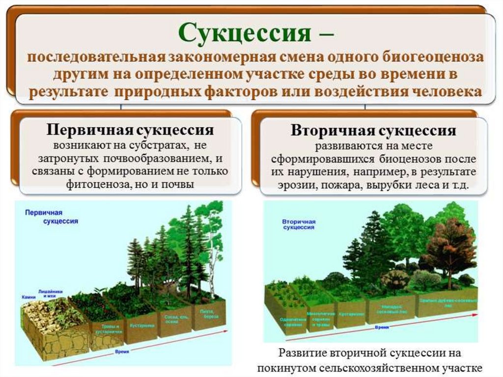 Различие леса. Первичная экологическая сукцессия. Этапы вторичной сукцессии. Первичная сукцессия и вторичная сукцессия таблица. Схема вторичной экологической сукцессии.