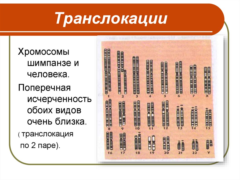 Хромосомы шимпанзе. Хромосомы человека и шимпанзе. Хромосомный набор человека и человекообразных обезьян. Набор хромосом шимпанзе. Набор хромосом человека и шимпанзе.