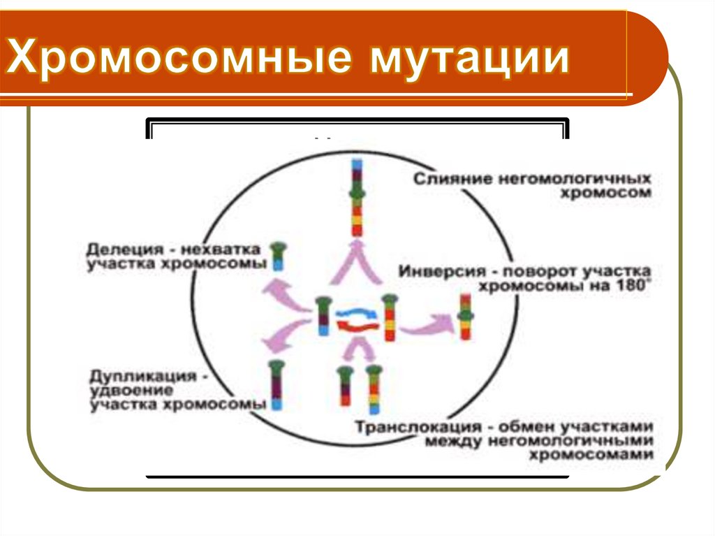 Обмен участками. Слияние хромосомная мутация. Мутации слияния негомологичных хромосом. Мутационный процесс схема. Мутационная изменчивость хромосомные мутации.