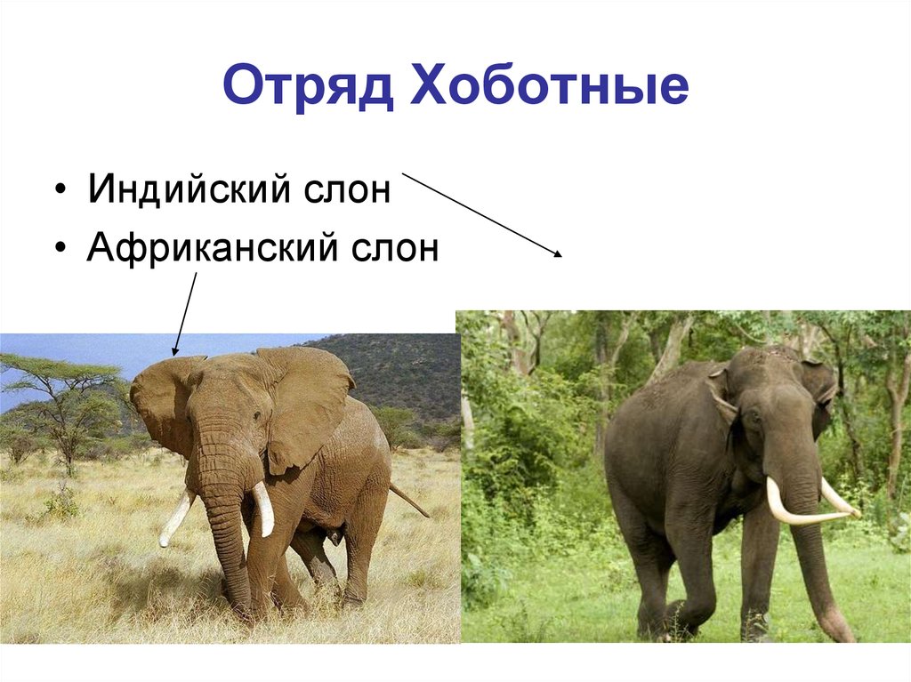 Известно что индийский слон крупное наземное млекопитающее. Отряд хоботные индийский слон. Отряд хоботные биология 7 класс. Отряд хоботные Африканский слон. Хоботные млекопитающие представители.