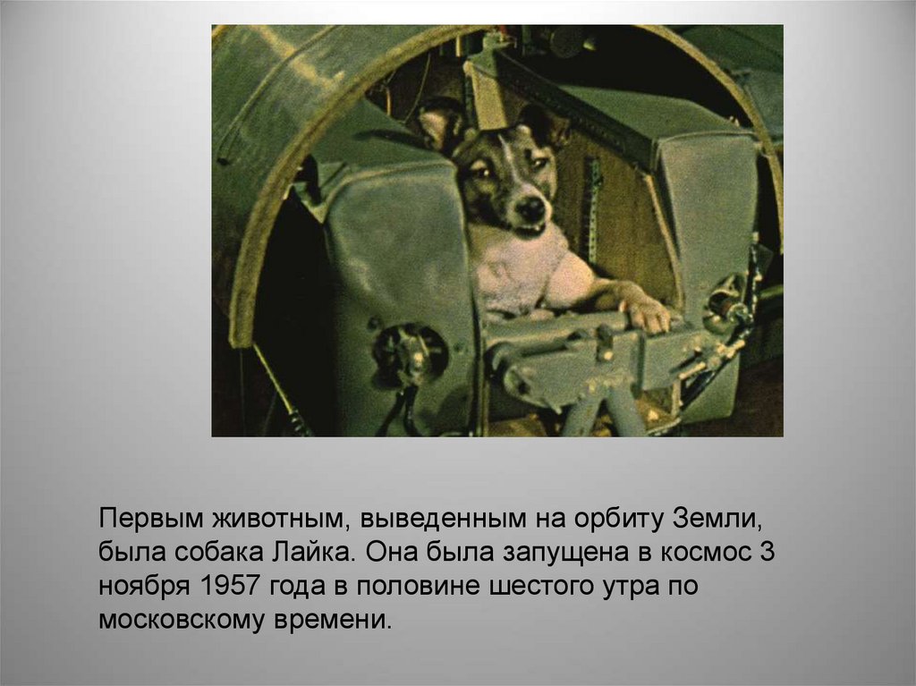 Первым в космосе была собака. Собака лайка 1957. 1957 Лайка в космосе. Лайка (собака-космонавт) 1957 г.. Лайка 3 ноября 1957.