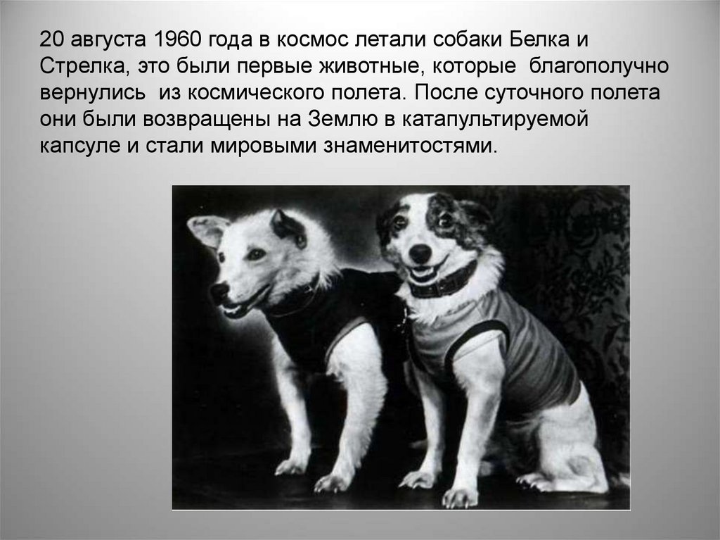 Животные которые летали в космос. Собаки космонавты лайка белка и стрелка. Первая собака полетевшая в космос. Белка и стрелка в космосе э. 20 Августа 1960 года в космос.
