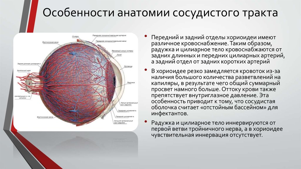 Какую функцию выполняет сосудистая оболочка глаза. Сосудистая оболочка строение физиология. Сосудистая оболочка глазного яблока строение. Сосудистая оболочка глаза анатомия.