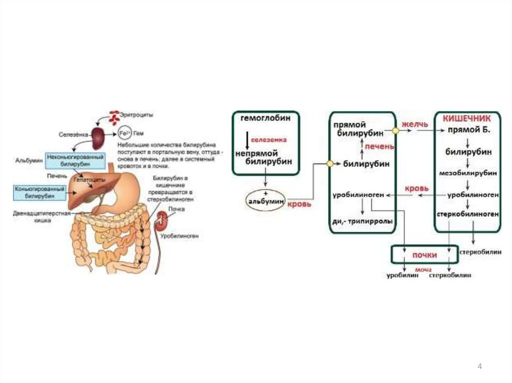 Схема превращения билирубина в кишечнике