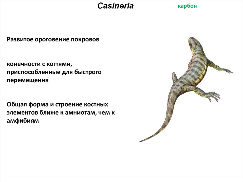 Схема строения конечностей наземного позвоночного