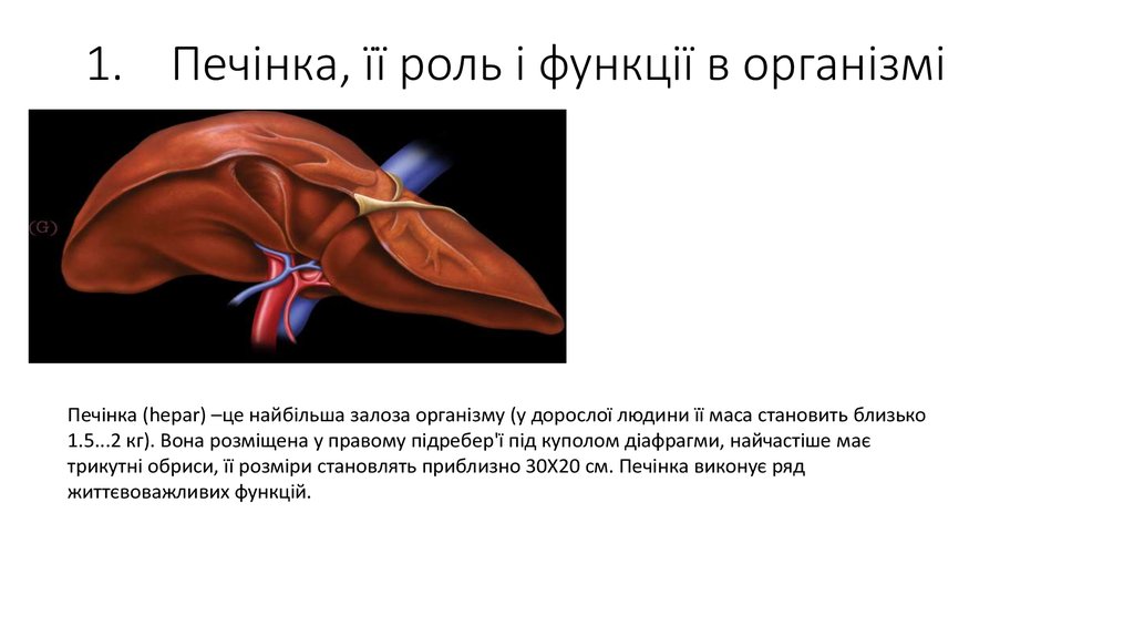 1. Печінка, її роль і функції в організмі