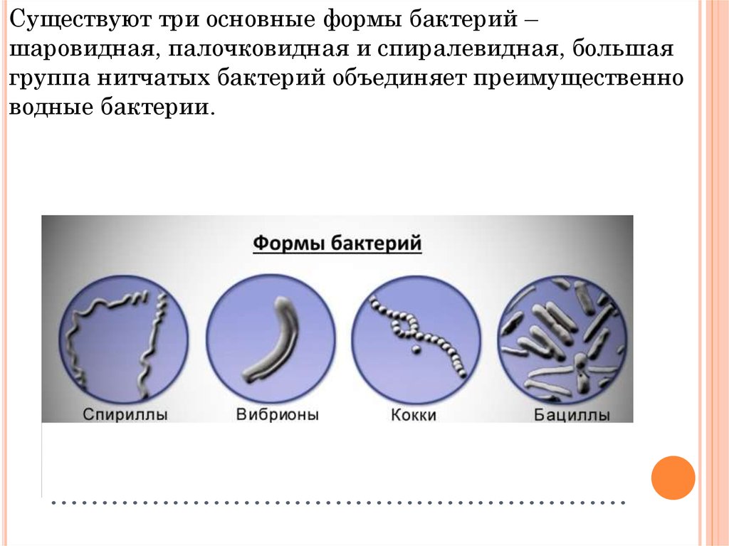 Три группы бактерий