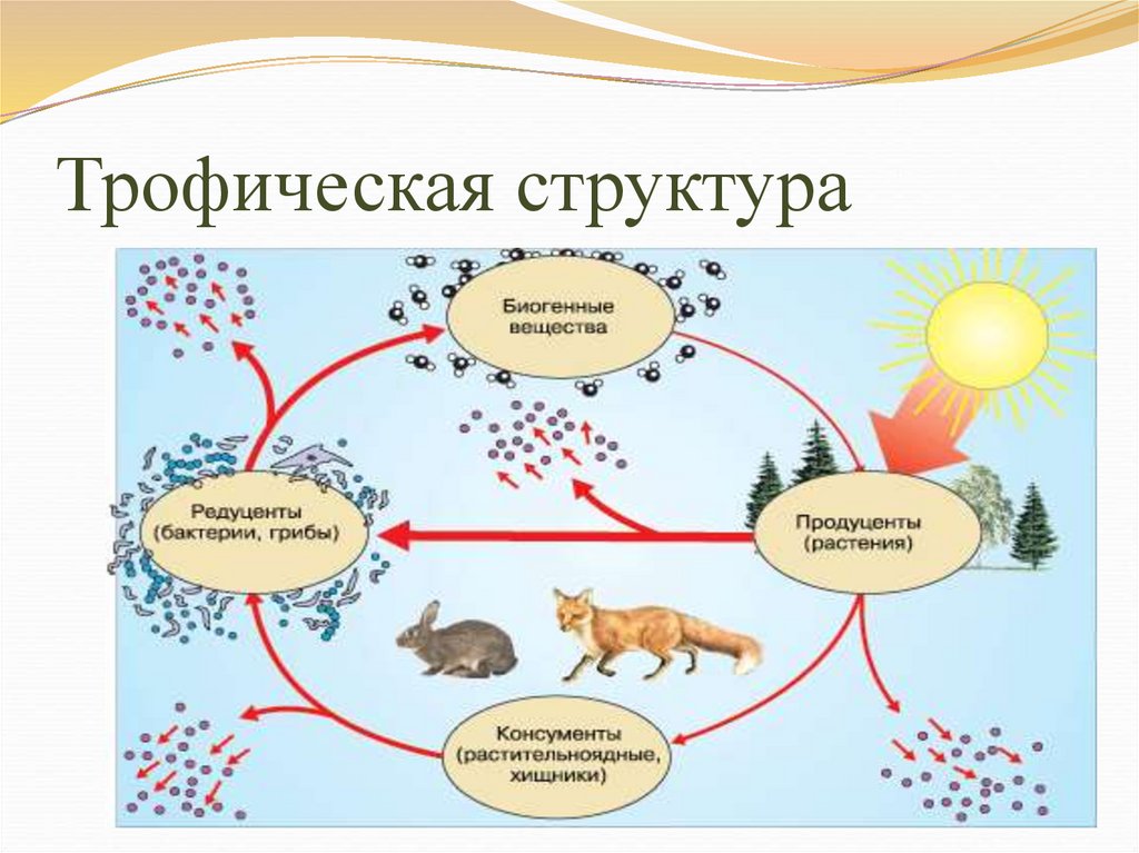Презентация на тему структура экосистем