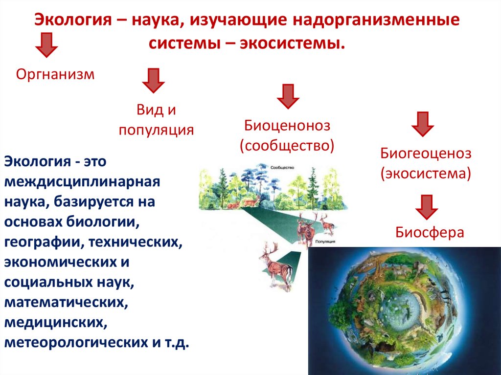 Экология – наука, изучающие надорганизменные системы – экосистемы.