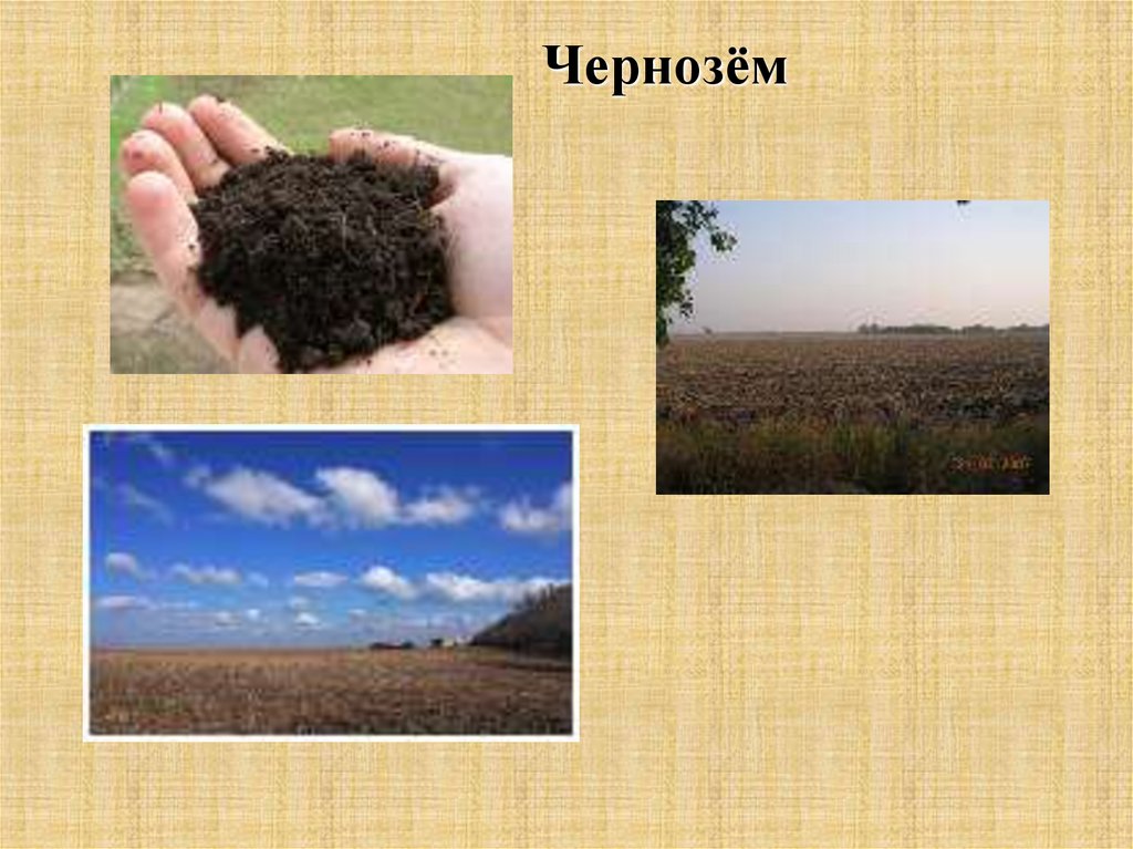 Степная природная зона почва. Почвы степи. Чернозем в степи. Степная почва. Почва чернозем степи.