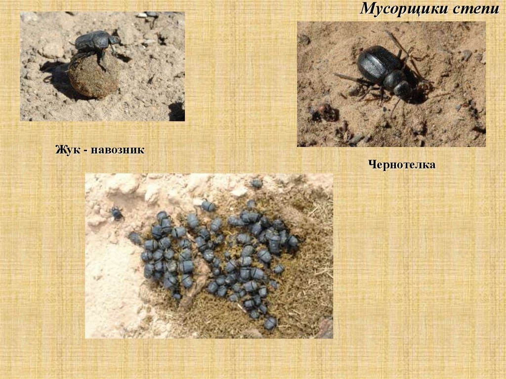 Природная зона жука. Жук чернотелка песчаный. Жук чернотелка Степная. Жук чернотелка в степи. Жук навозник степь.