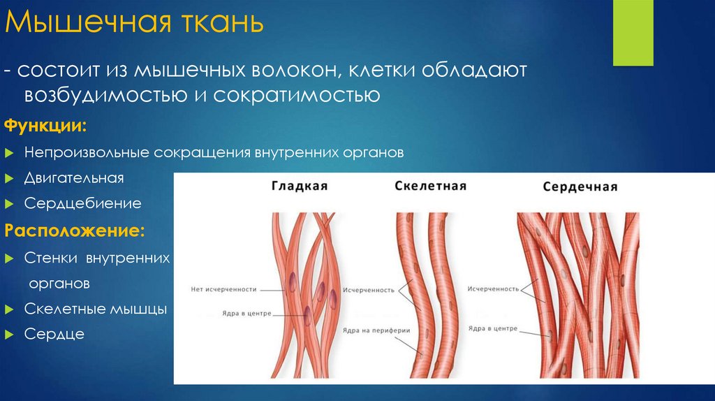 4 типа тканей