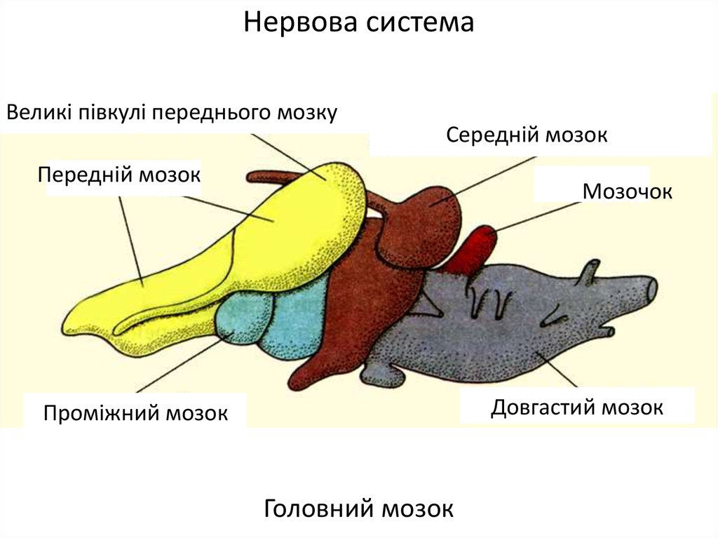 Какие отделы мозга у рыб. Строение головного мозга земноводных. Отделы головного мозга рыбы схема. Схема головного мозга земноводных. Строение головного мозга лягушки.