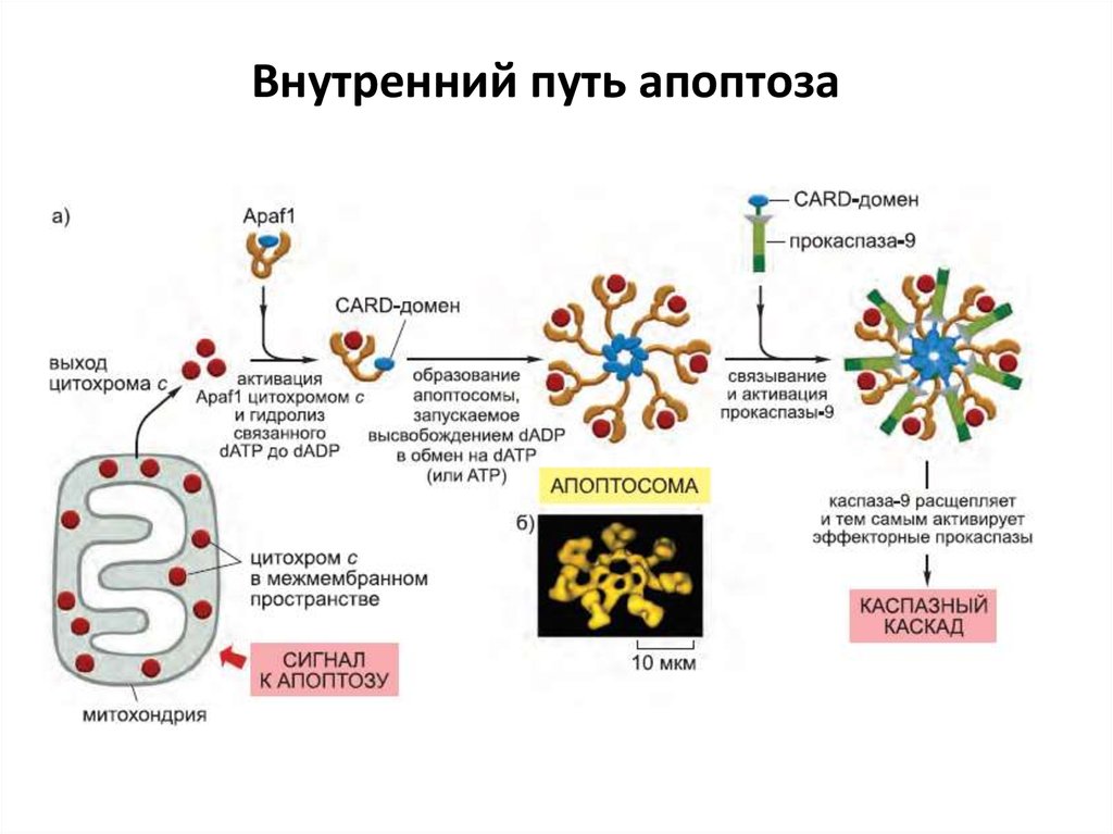 Нарисуйте схему гибели клеток мишеней по механизму апоптоза