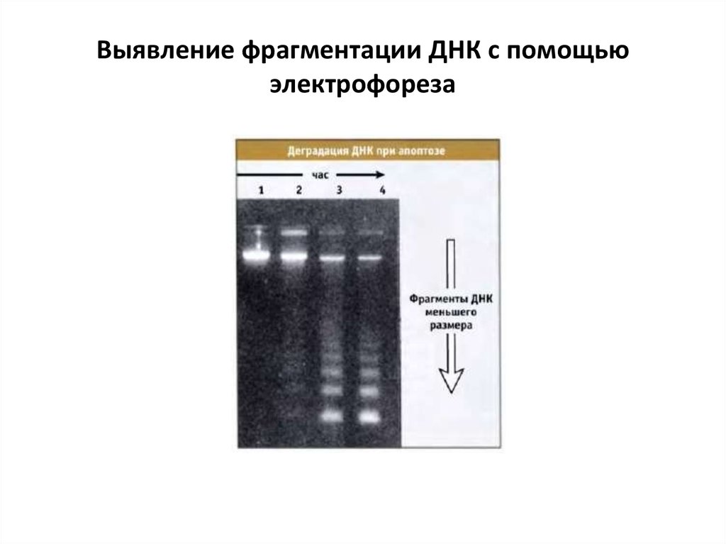 Фрагментация днк. Электрофорез РНК. Молекулы ДНК при электрофорезе перемещаются. Выявление плазмид с помощью электрофореза. Контрольная ДНК при электрофорезе.