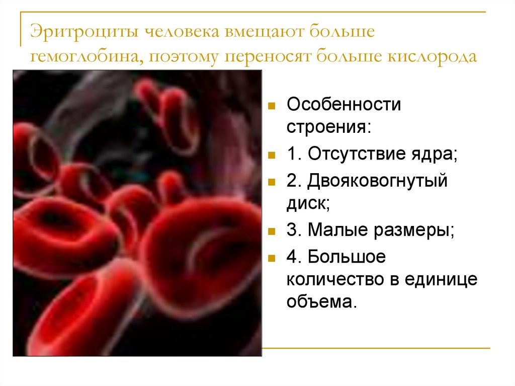 4 эритроцита человека. Эритроциты строение и функции. Особенности строения эритроцитов млекопитающих. Функции эритроцитов человека. Эритроциты и лейкоциты.