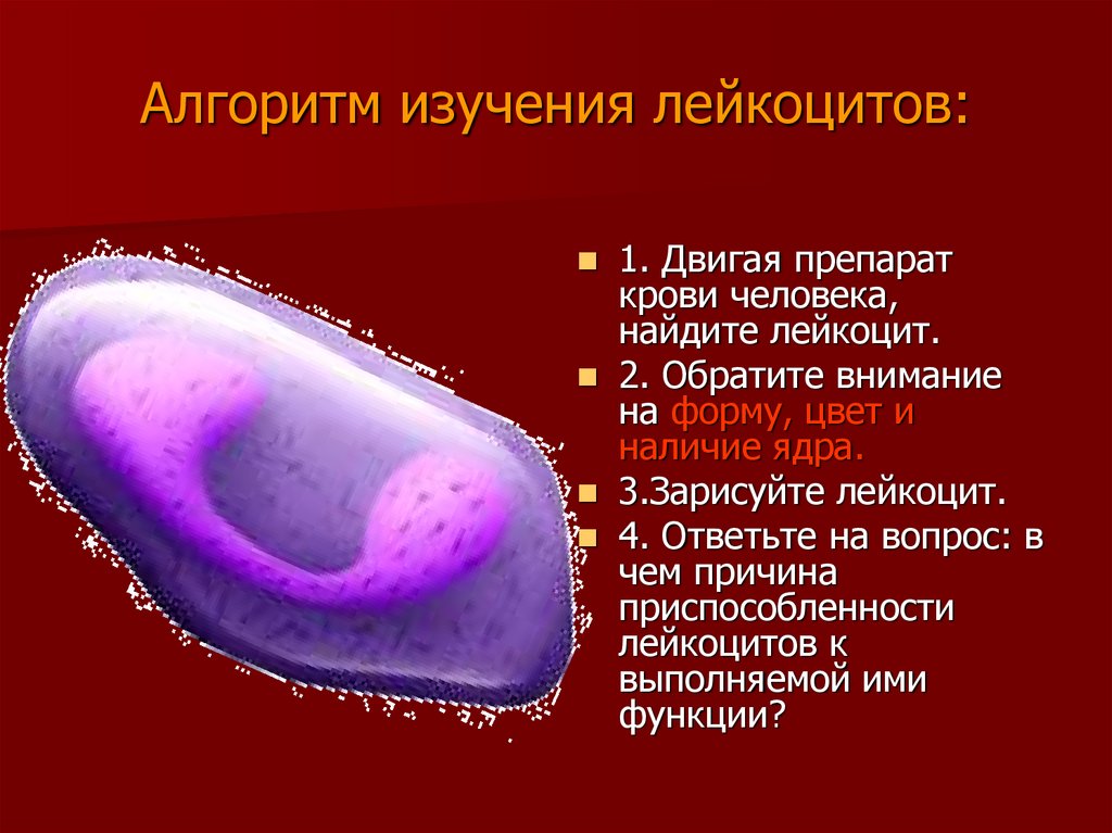 Форма лейкоцитов. Лейкоциты форма клетки и наличие ядра. Лейкоциты ядро. Строение лейкоцитов человека. Ядро лейкоцита человека.