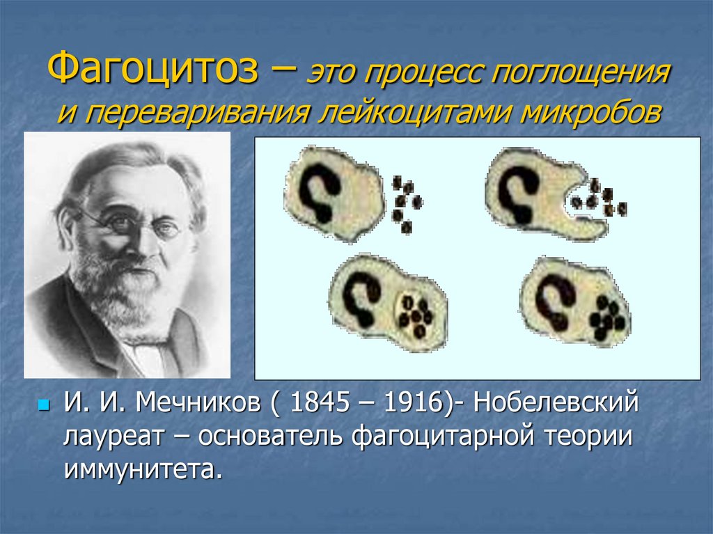 Явление фагоцитоза открыл русский ученый. Мечников фагоцитоз клеточный иммунитет. Мечников фагоцитоз. Фагоцитоз это в биологии 8 класс. Фагоцитоз лейкоцитов.