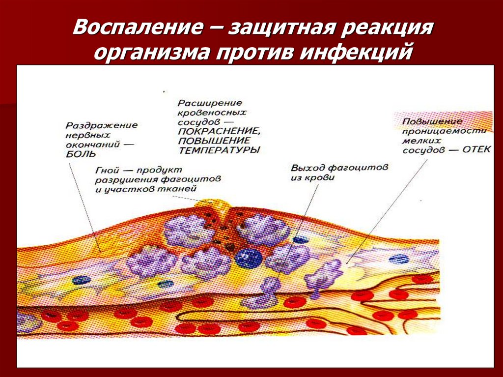 Реакция организма клетки на