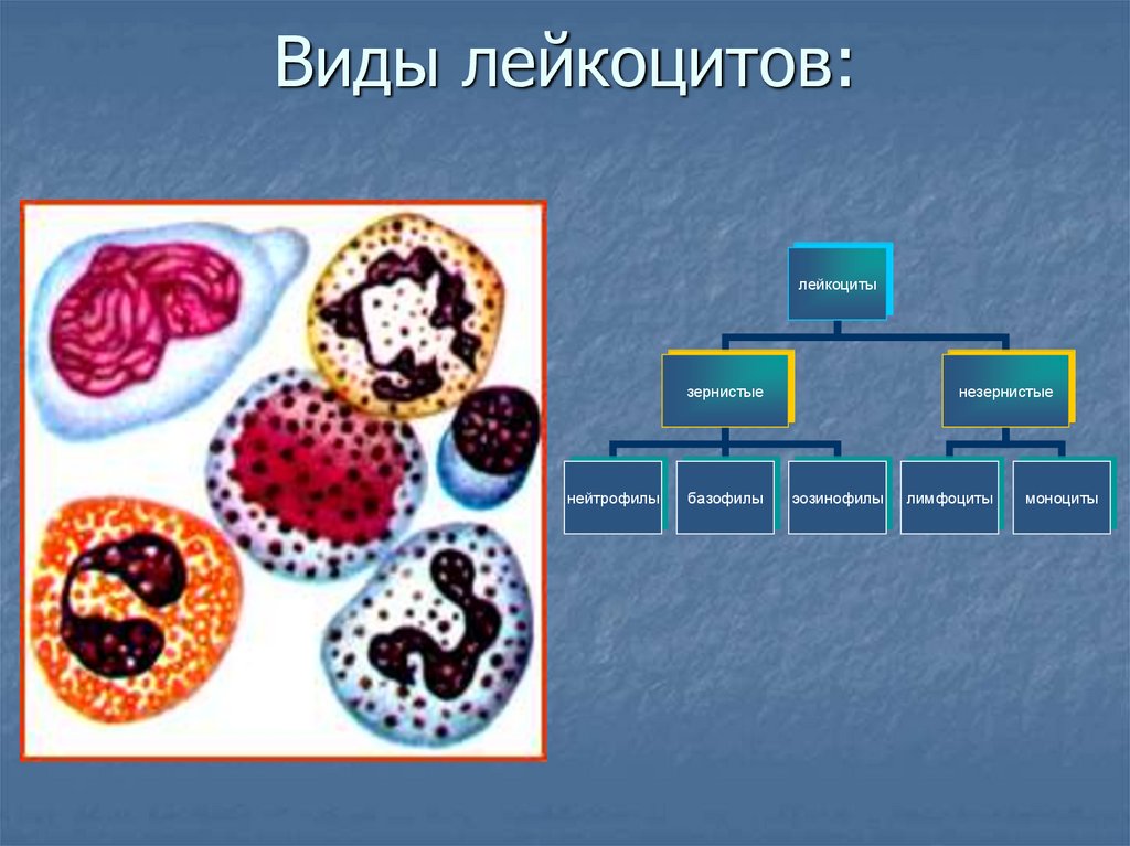 Форма лейкоциты постоянно