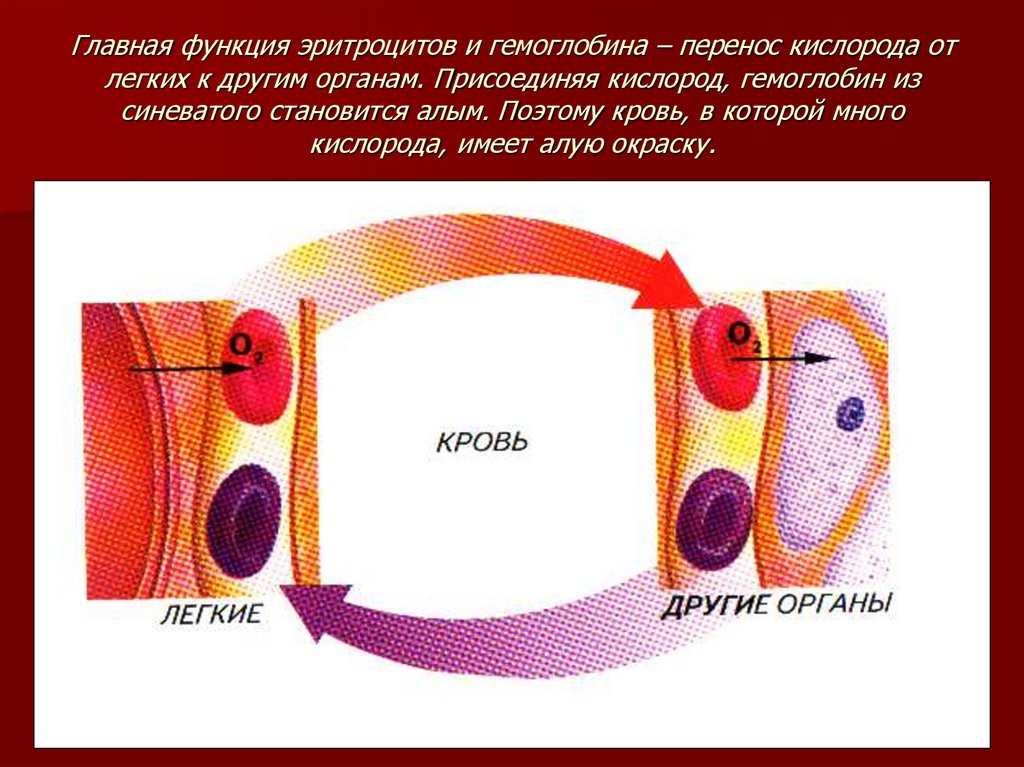 Перенос кислорода. Функция эритроцитов (гемоглобина):. Перенос кислорода эритроцитами. Главная функция эритроцитов. Перенос кислорода гемоглобином.