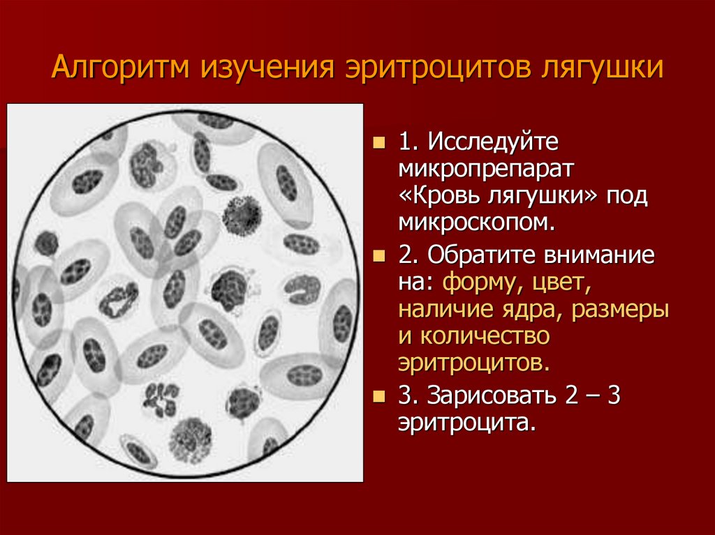 Эритроцит лягушки рисунок. Клетки крови лягушки под микроскопом рисунок. Форма ядра эритроцита лягушки. Эритроциты и лейкоциты в крови лягушки под микроскопом. Мазок крови лягушки эритроциты лейкоциты.