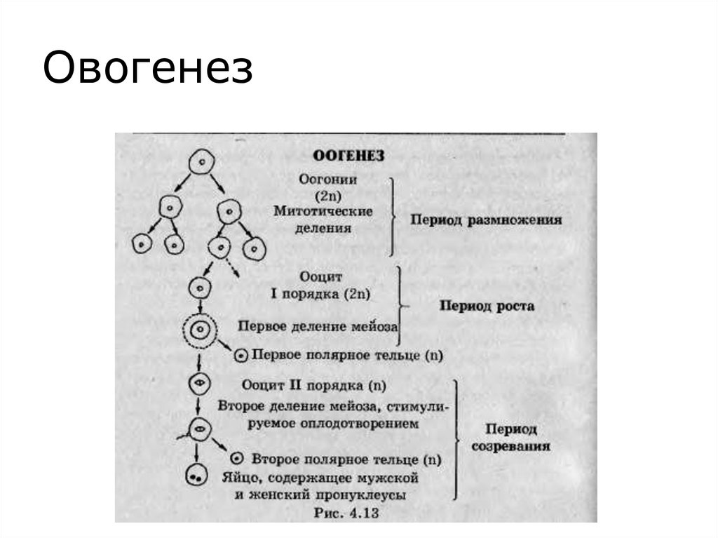 Последовательность процесса размножения человека. Фазы овогенеза схема. Этапы овогенеза схема. Оогенез (овогенез),этапы. Овогенез схема стадии.