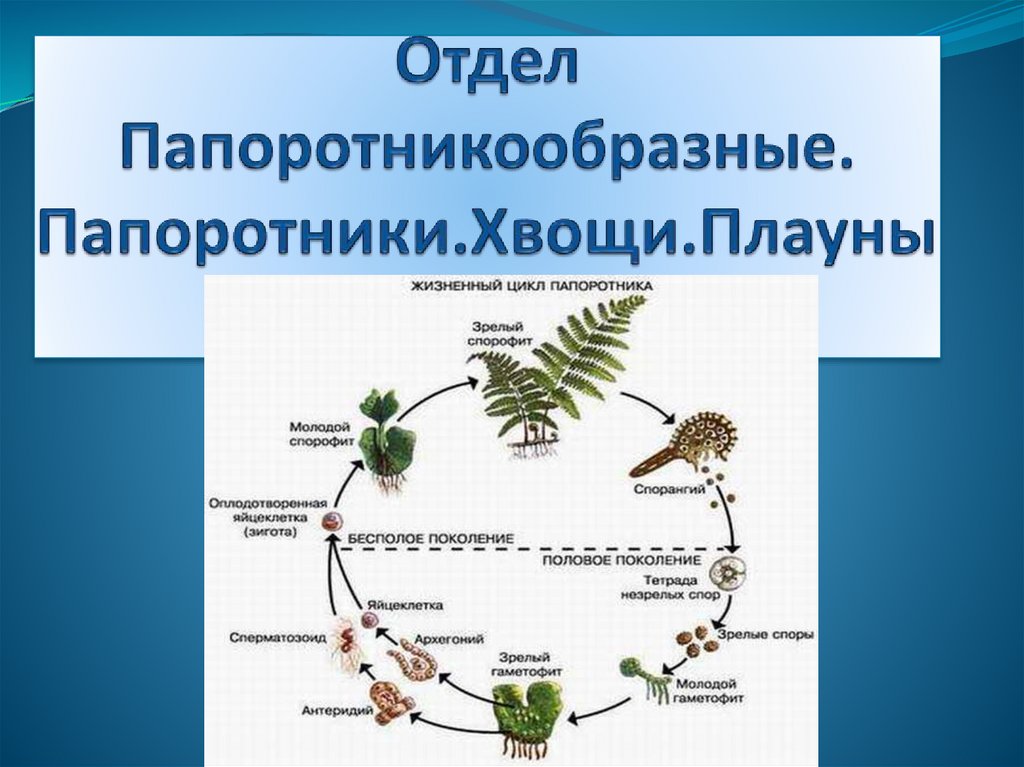 Классы папоротников