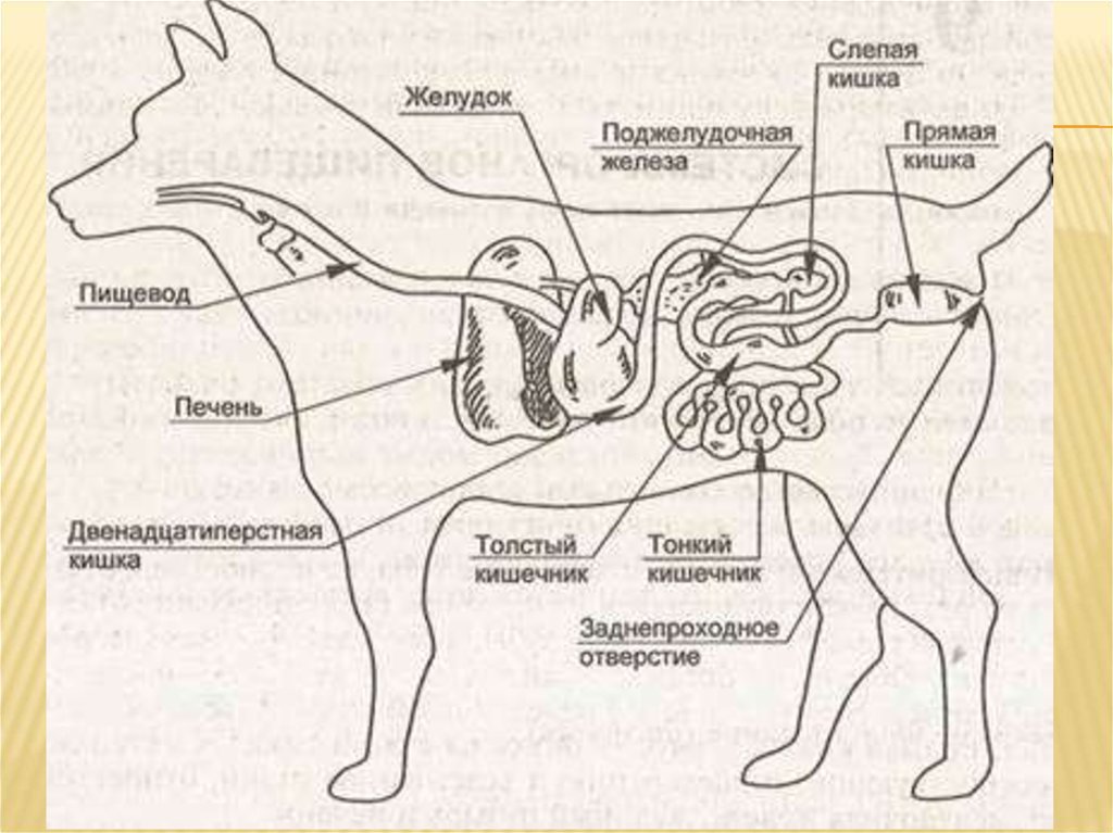 Жкт собаки схема