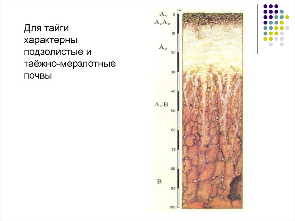 Мерзлотно таежные почвы. Почвенный профиль мерзлотно Таежные почвы. Гумусовый Горизонт мерзлотно таежных почв. Подзолистые почвы тайги. Подзолистые почвы тайги профиль.