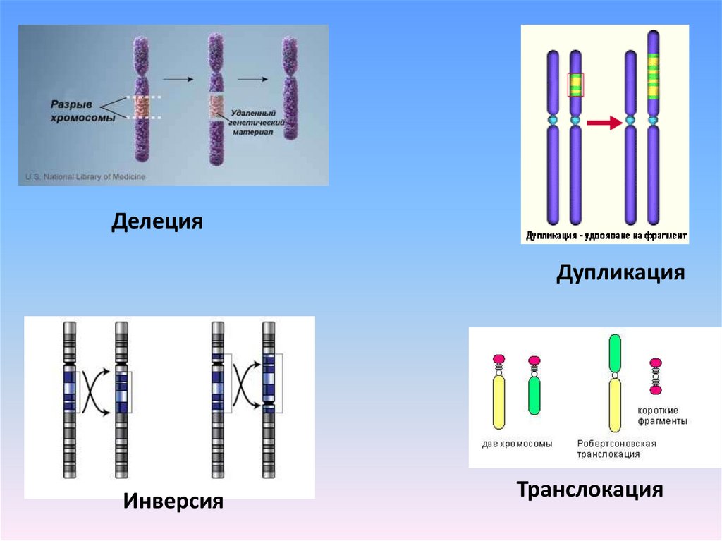 Делеция хромосомы. Делеции дупликации. Инверсия делеция дупликация инверсия. Дицентрические хромосомы. Делеция дупликация.