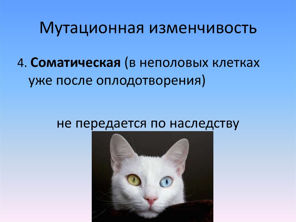 3 мутационная изменчивость. Примеры мутационнаяизменчивости. Мутационная изменчивость. Мутационная изменчивость примеры. Мутационная изменчивость это в биологии.