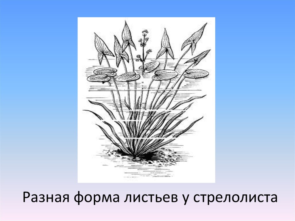 На рисунке изображен стрелолист с листьями разных форм 1 2 3 какая форма изменчивости