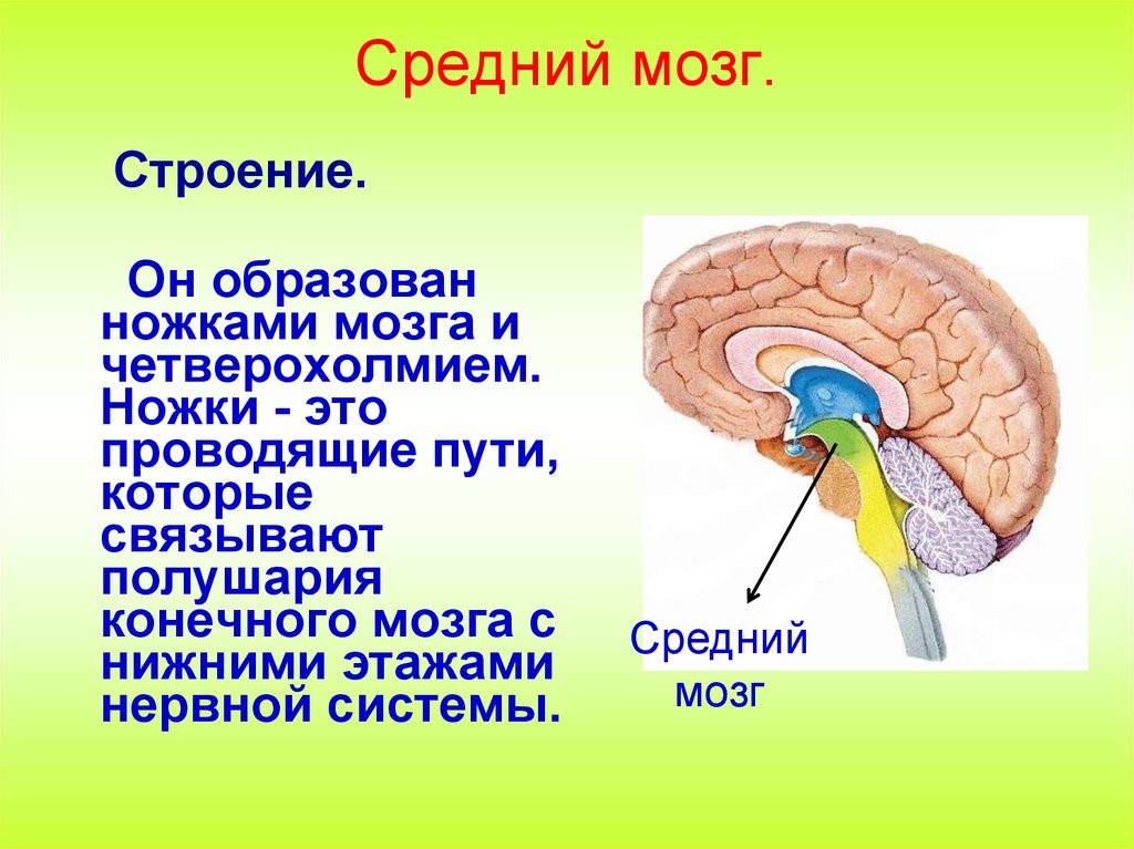 Строение среднего мозга в головном мозге. Перечислите основные образования среднего мозга. Строение среднего мозга кратко. Средний мозг структура и функции. Анатомические образования входят в состав среднего мозга.