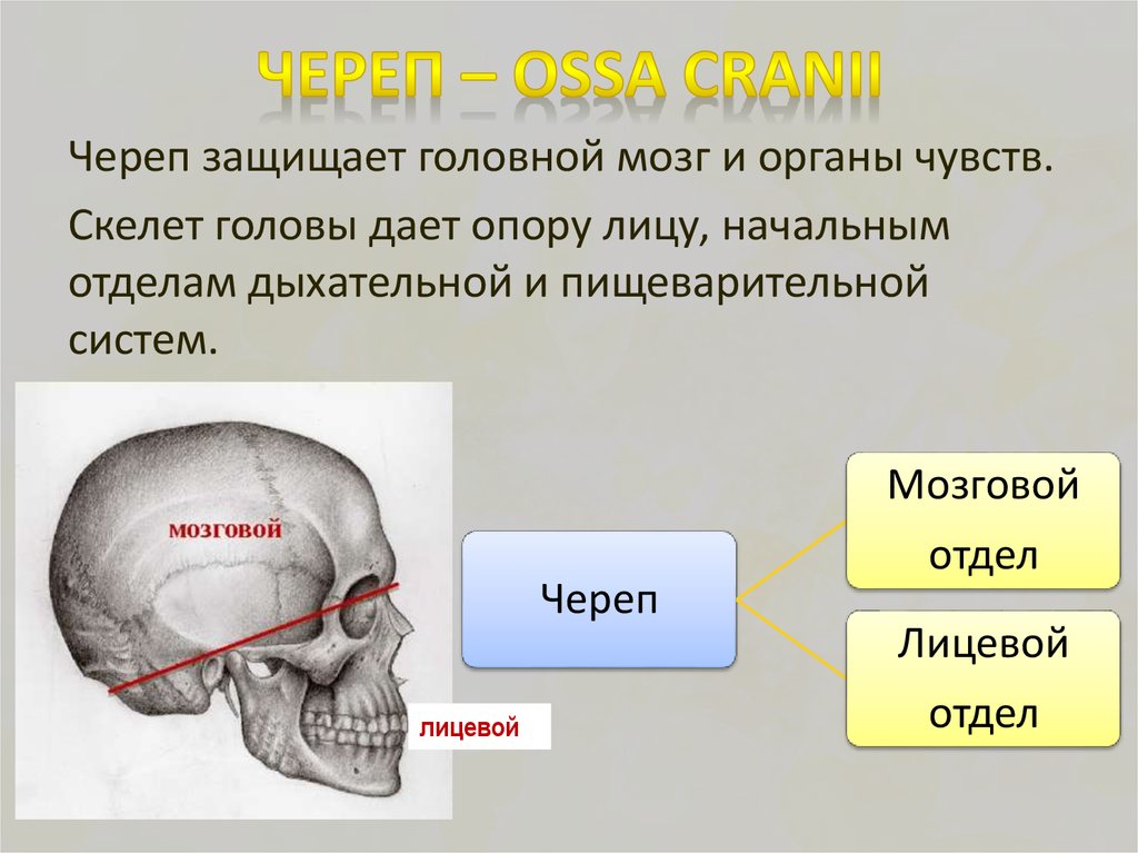 Скелет головы особенности строения. Скелет головы череп мозговой и лицевой отделы. Кости черепа мозговой отдел и лицевой отдел. Скелет головы мозговой отдел кости. Скелет головы человека сошник.