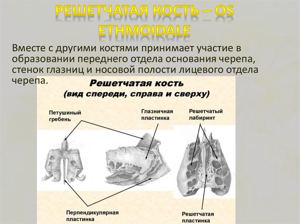 Решетчатая кость находится