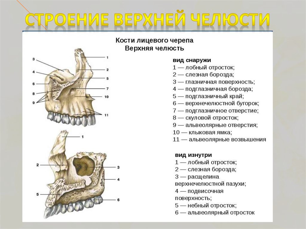 Клыковой ямки. Верхняя челюсть кость анатомия. Кости лицевого отдела нижняя челюсть. Верхняя челюсть анатомия строение костей. Кости нижней и верхней челюсти анатомия строение.