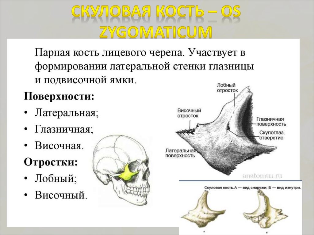 К какому отделу черепа относится скуловая кость. Скуловая кость, анатомические структуры.. Скуловая кость черепа анатомия. Анатомическое строение скуловой кости. Скуловая кость анатомия строение.