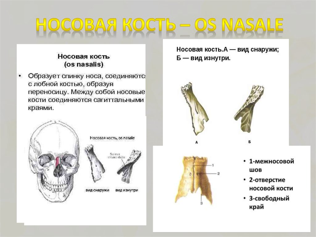 Кости носа. Кости черепа лицевой отдел носовая кость. Строение носовой кости. Носовая кость анатомия строение. Строение носовой кости черепа.