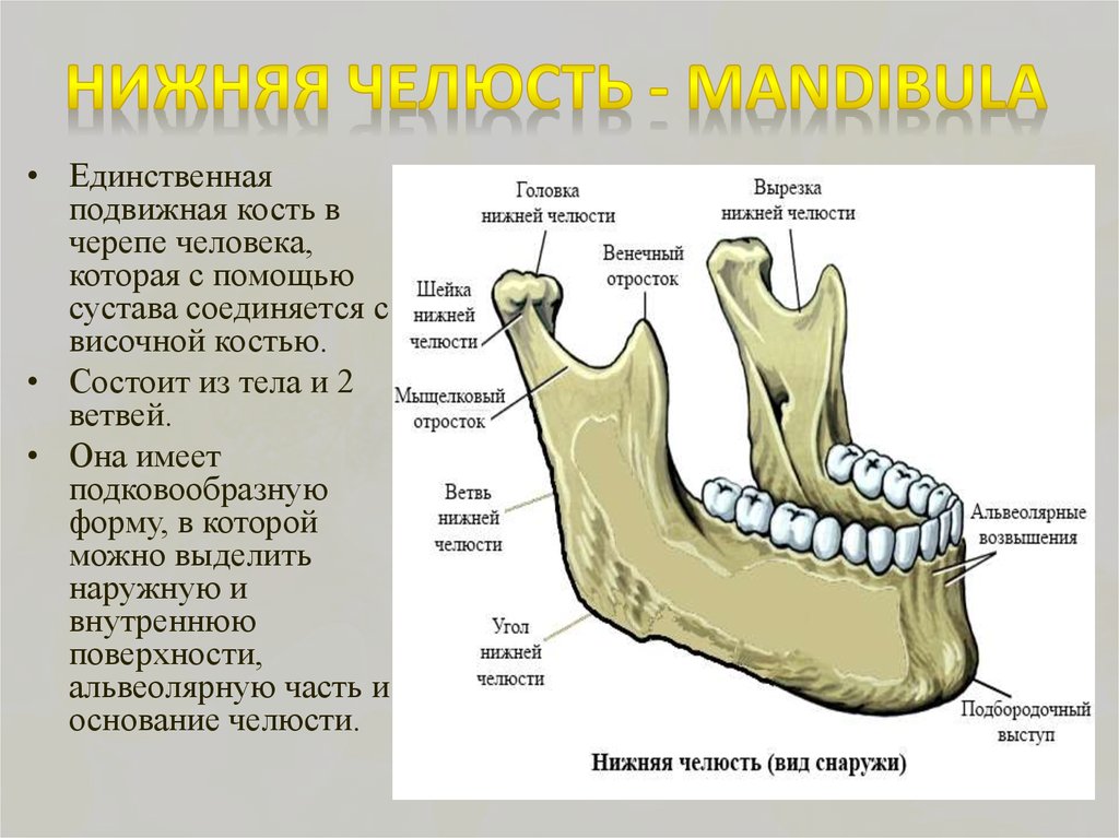 Нижний край нижней челюсти. Анатомия нижней челюсти человека кости. Нижняя челюсть сбоку. Строение кости нижней челюсти. Строение нижней челюсти человека анатомия костей.