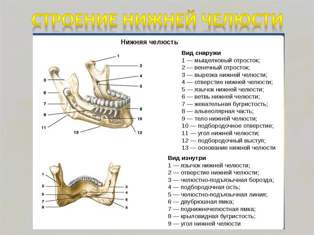 Схема верхней и нижней челюсти