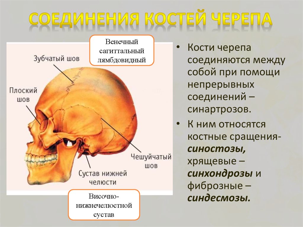 Подвижное соединение в черепе. Кости мозгового и лицевого отдела черепа их соединение. Соединения костей черепа анатомия швы. Соединение костей лицевого отдела черепа. Кости лицевого отдела черепа соединяются швами.