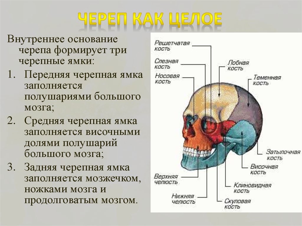 Мозговое основание черепа. Кости черепа и основание черепа анатомия. Мозговой и лицевой отделы черепа топография. Череп кости мозгового черепа и их соединения. Кости черепа человека анатомия кости основания черепа.