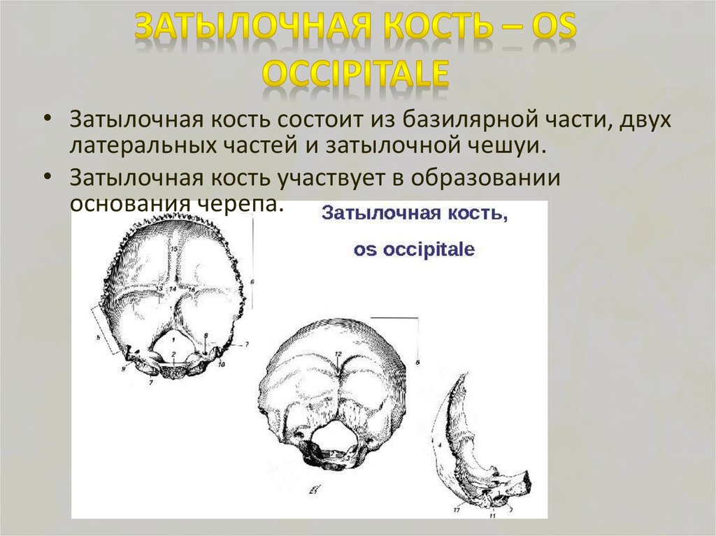 К подвижным костям черепа относится