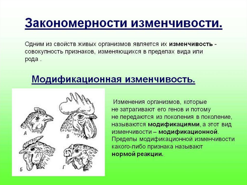 Модификационная (фенотипическая) изменчивость - презентация онлайн